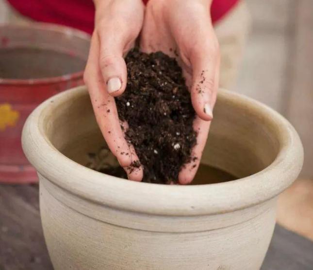 盆栽花卉的土壤变硬以后如何改变,养花小妙招盆栽土壤