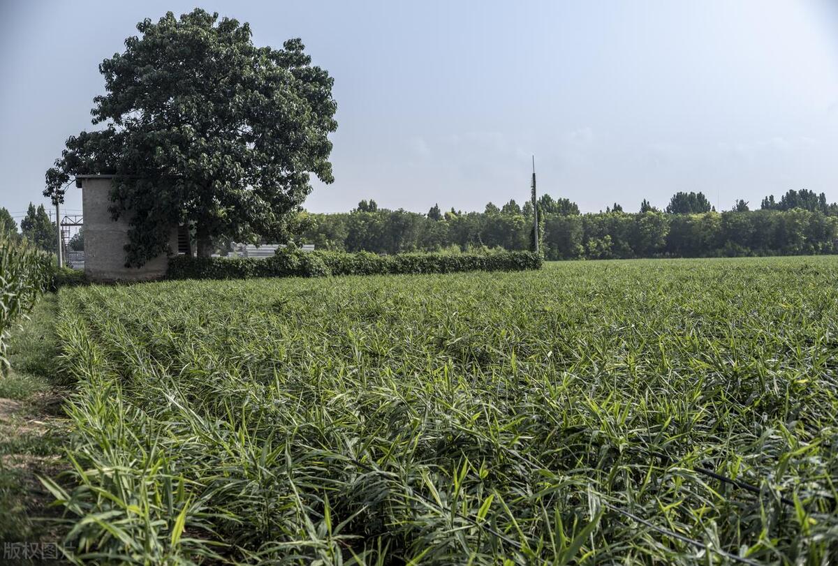 姜是怎么种的姜的种植方法详解,北方种姜与南方种姜