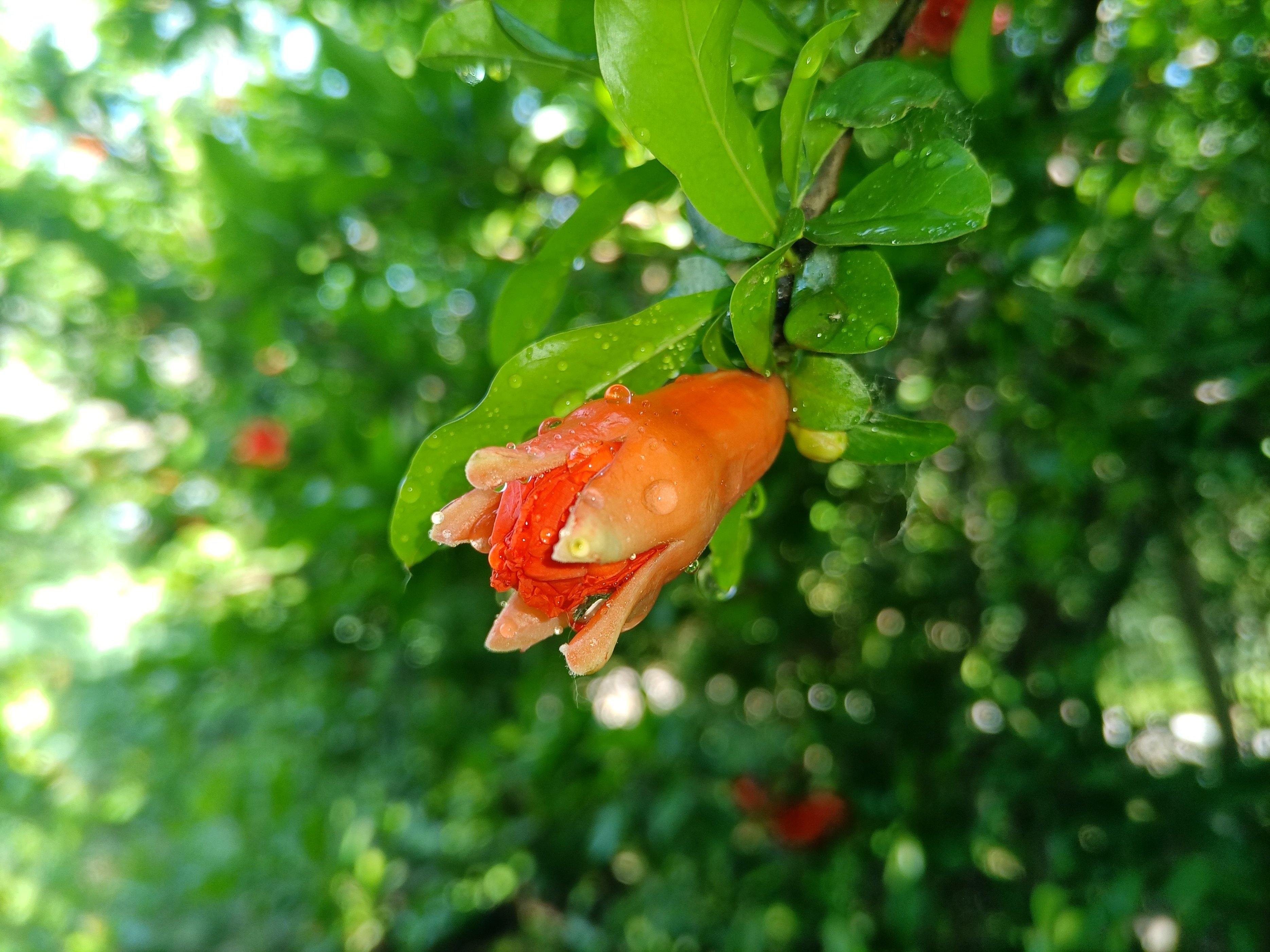 五月石榴花开的唯美诗句,关于石榴花的美文和诗句