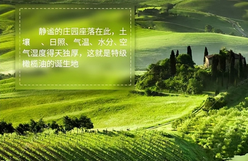 橄榄油好坏怎么辨别,橄榄油质量鉴别