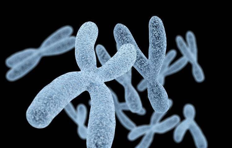 繁衍背后阴暗面,双性人逐年增加!都是为生男孩服下转胎丸惹的祸