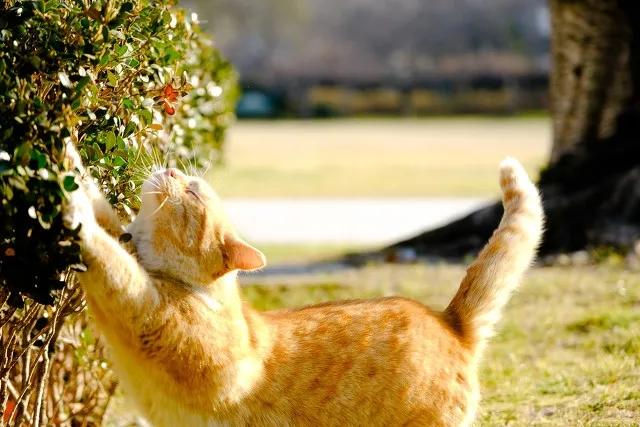 流浪猫度过严寒,流浪猫狗最难熬的日子