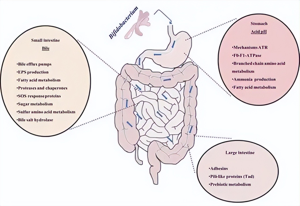 肠道双歧杆菌的功效及作用,双歧杆菌属于肠道的有益菌吗