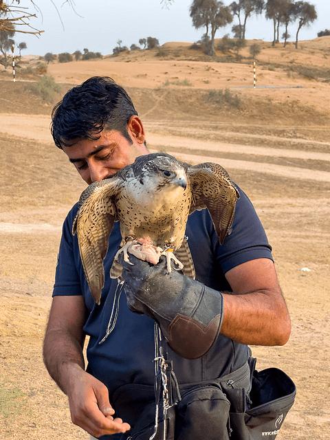 阿联酋丽思卡尔顿,阿联酋野奢帐篷