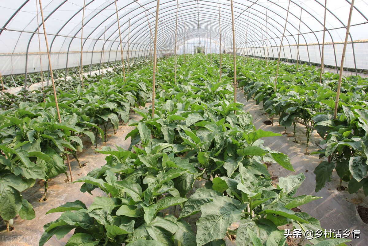 蔬菜种植的实践报告,蔬菜育苗技术大全