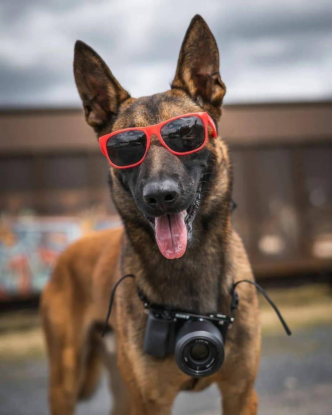 马犬属于禁养犬吗,马犬一只让人不敢养的狗