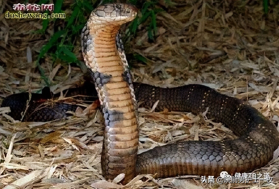 蛇咬伤急救常识大全,被蛇咬伤的处置流程及注意事项