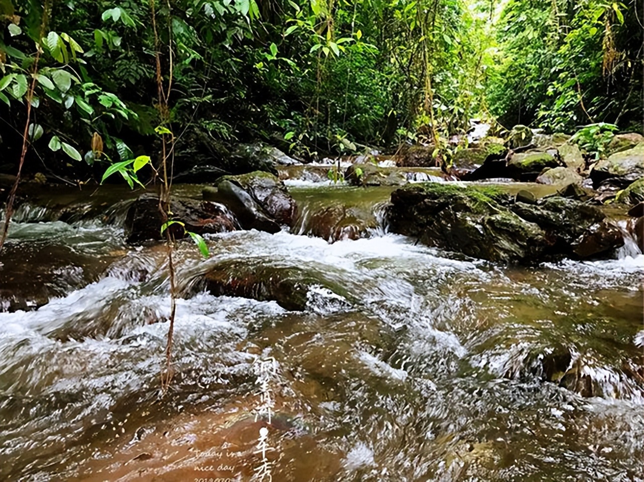 走进原产地带你了解茶叶行情,2023年易武普洱茶价格表全览