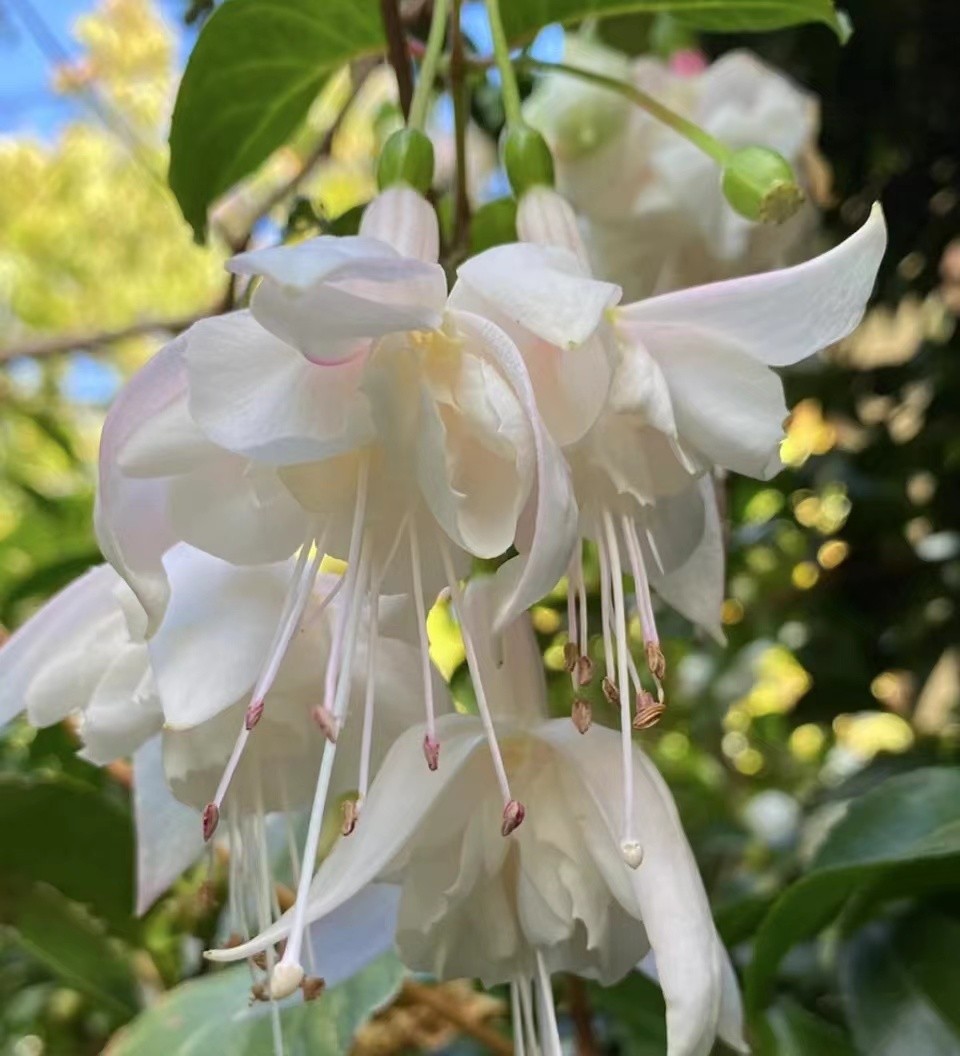 彩云悬挂天穹，鲜花似灯笼，浅析倒挂*钟金**培植和病虫害防治