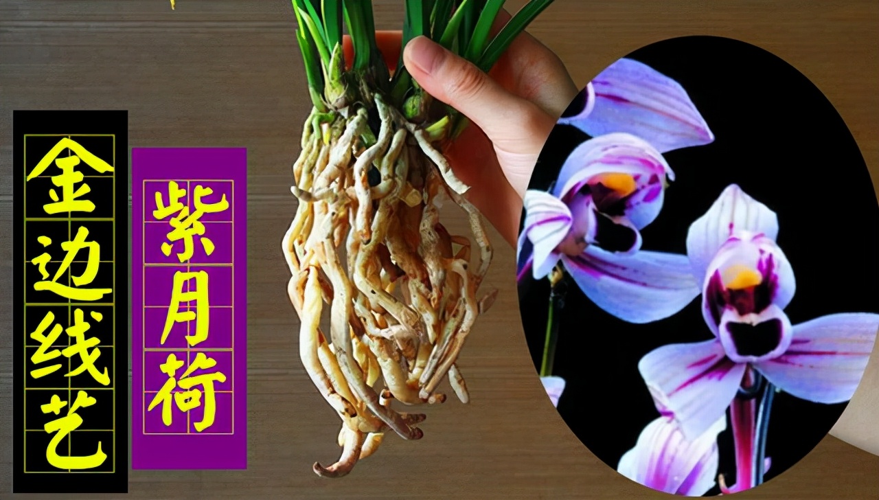 建兰花开富贵好养吗,建兰富贵红荷简介