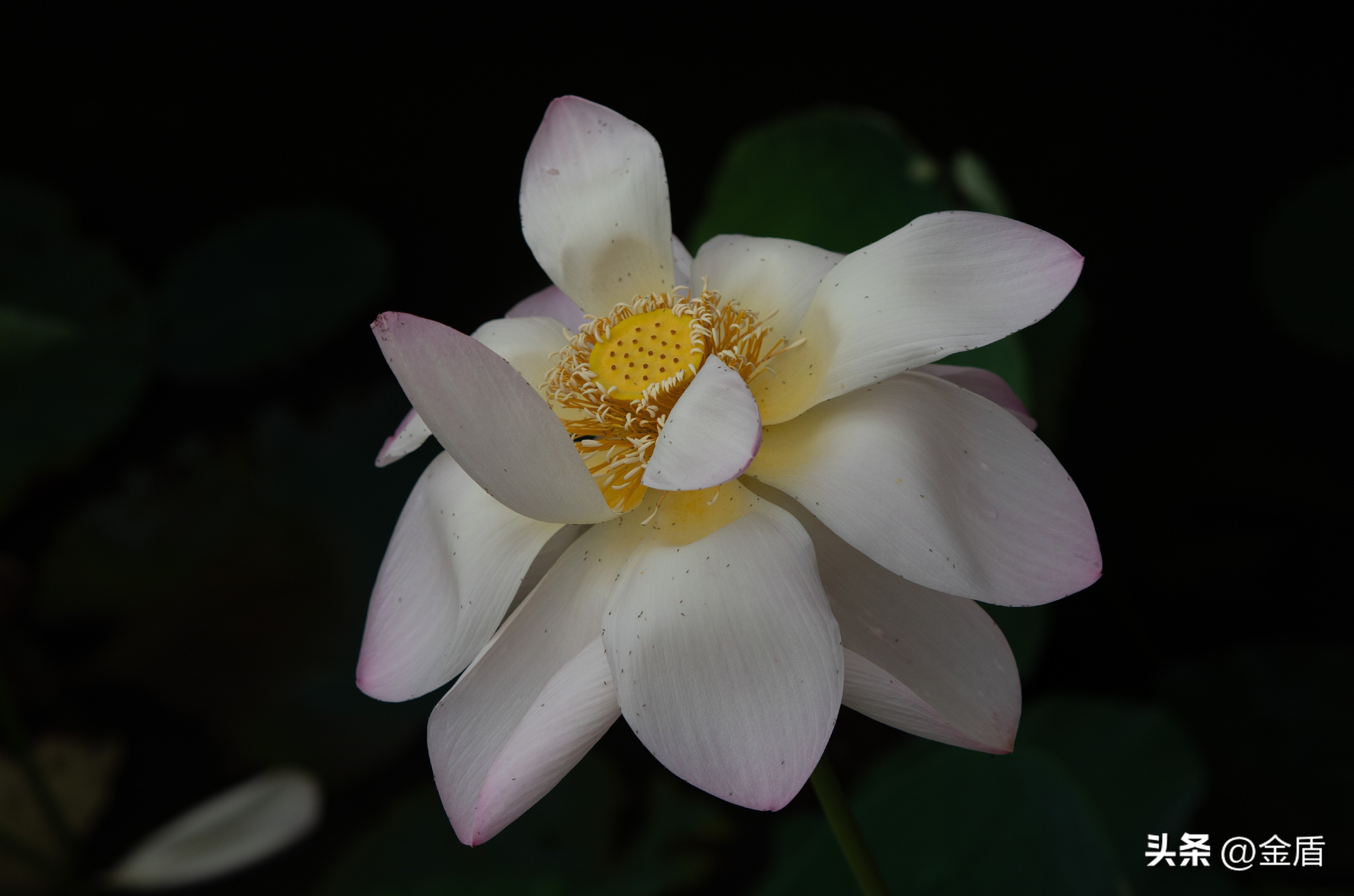 纯洁无瑕的荷花,荷花象征着纯洁无瑕