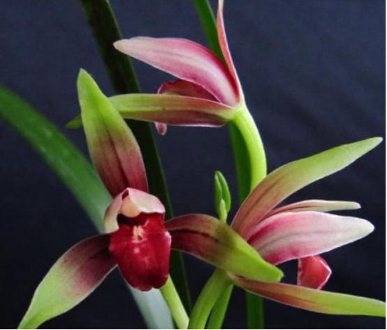 建兰的奇花有哪些,国兰第一红素兰花