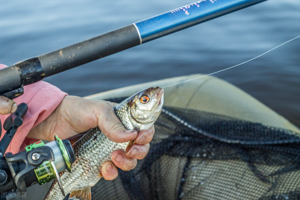 泥鳅钓鱼真的可以钓很多吗,泥鳅钓鱼最新规定