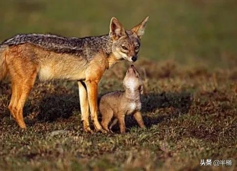 豺狼虎豹为什么豺能够位居第一位,豺狼虎豹里的豺指的是哪种动物