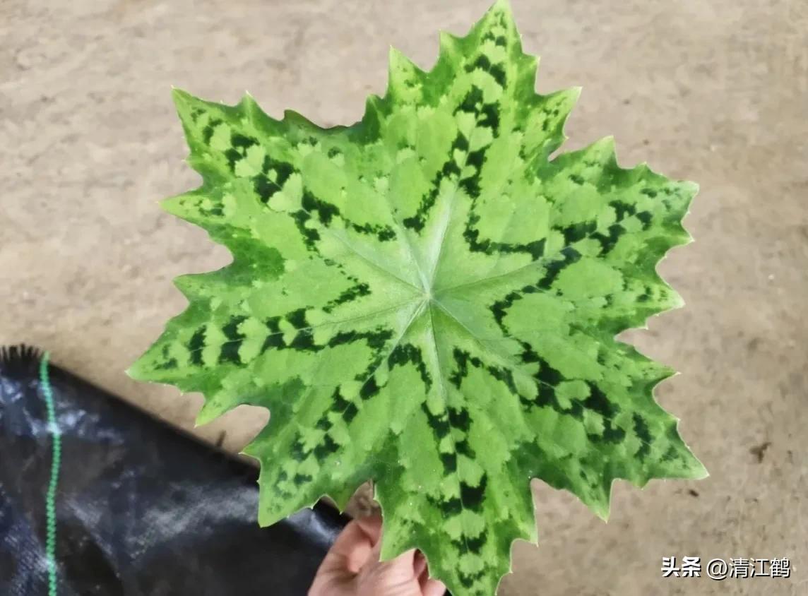 人称“江边一碗水”，荒野3月开紫花，细读栽培“5措施”秒懂种植