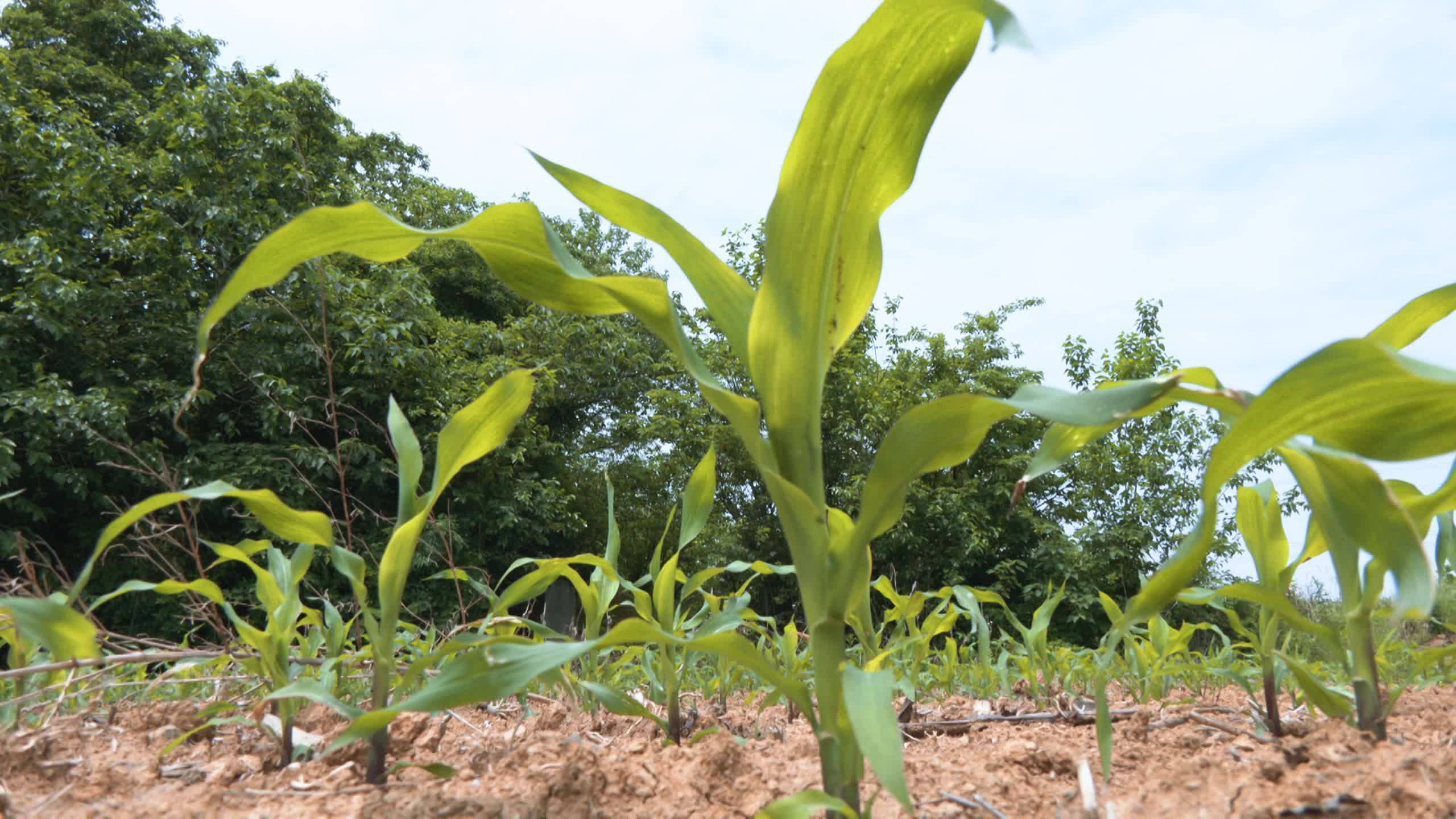 稻田综合种养新模式,稻田综合种养技术模式及效益分析