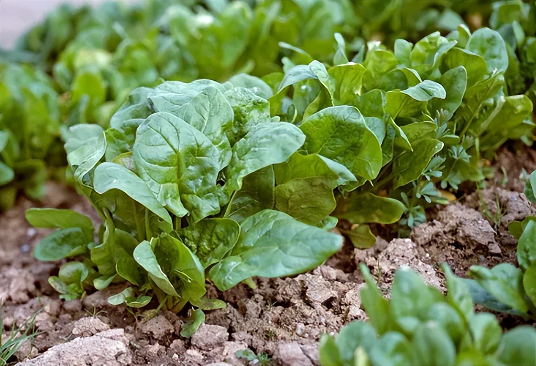 霜降前后4种菜还可以种,霜降最好的5种蔬菜