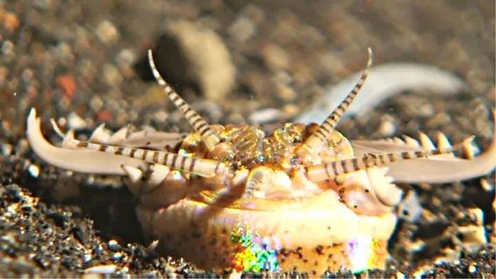 《沙丘》在读者心中留下最深刻印痕的当属气吞山河的沙漠怪物沙虫