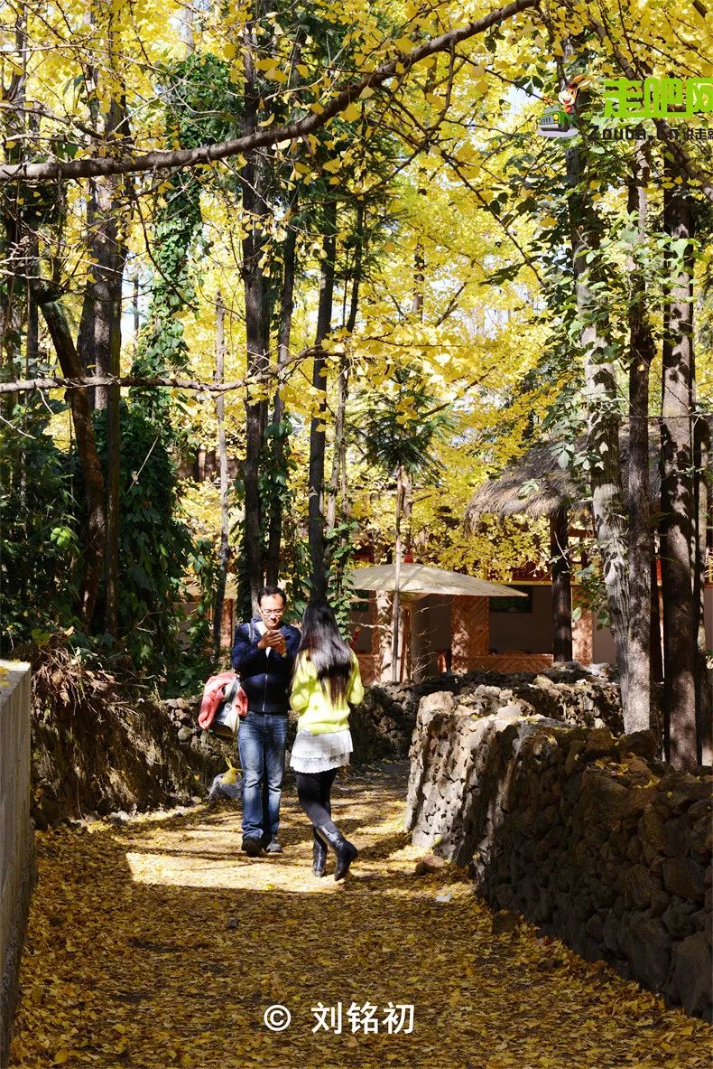 年度最佳22℃暖冬小城!全国唯一半城银杏,半城温泉!现在来刚好
