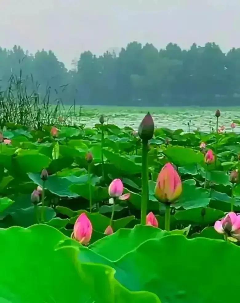 【虚情淡如水实爱甜如蜜】