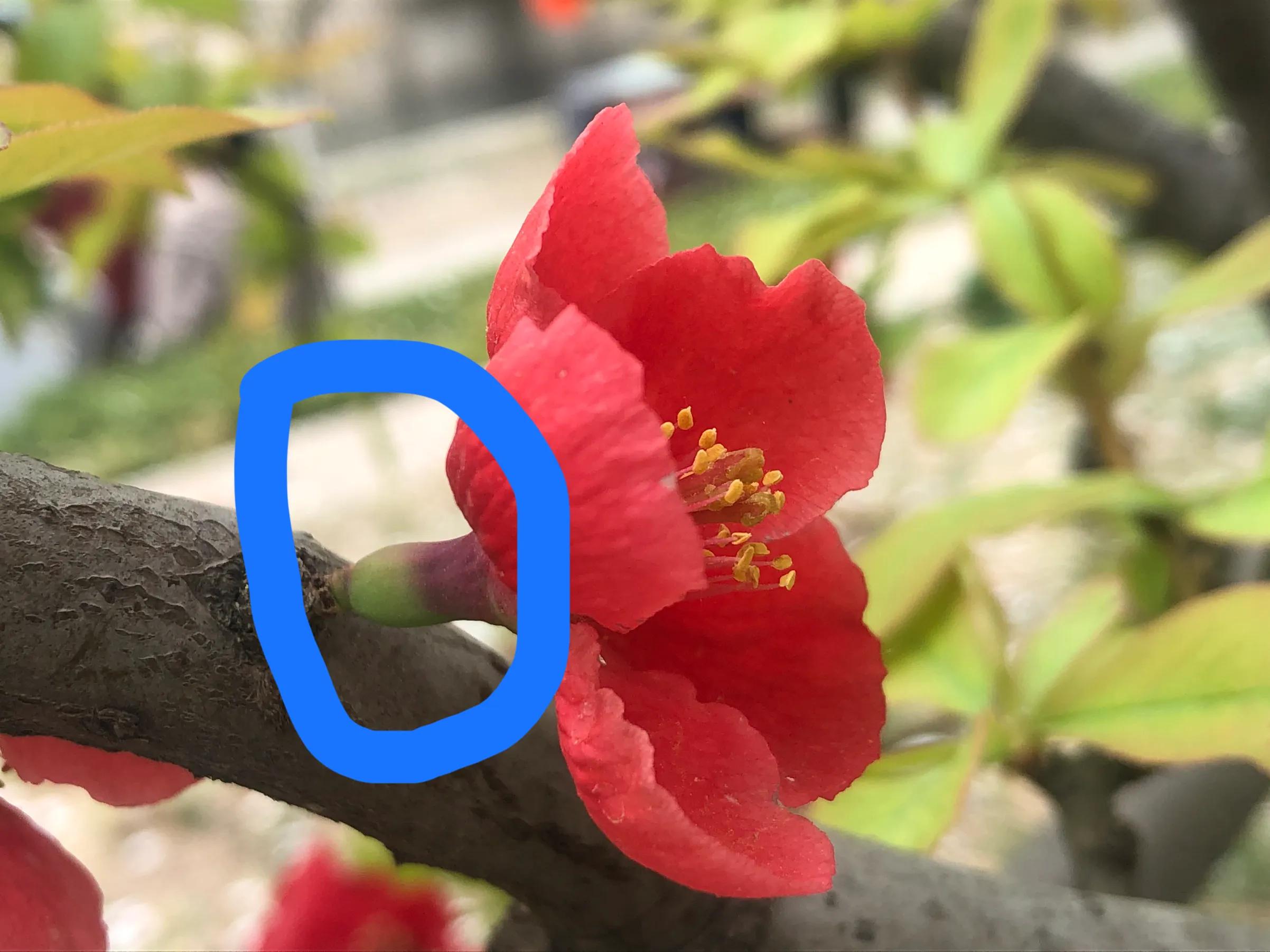 海棠四品怎么样,海棠四品指的是什么