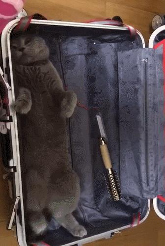 猫界中最通人性的几种猫你养了吗,这几种猫堪称猫界怂猫