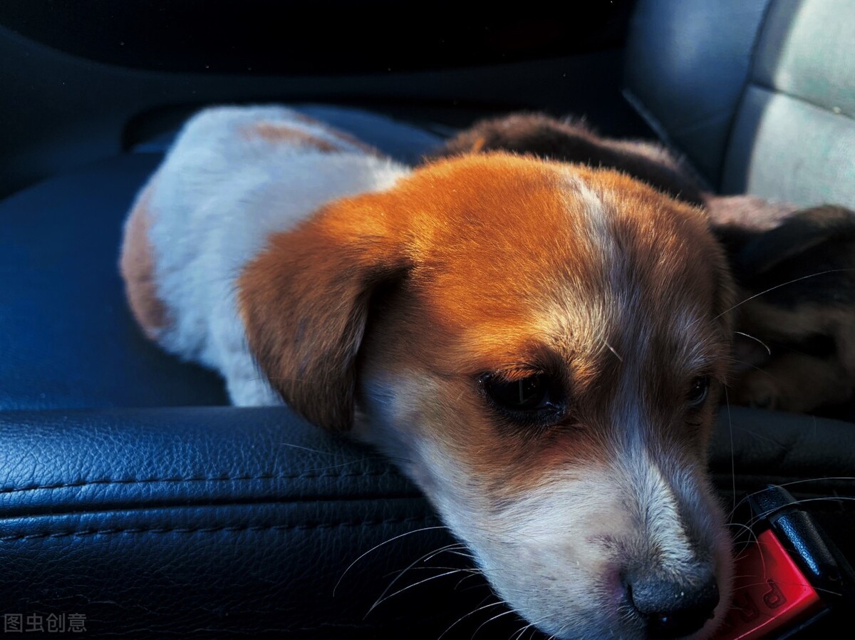 狗狗得胆囊炎的症状表现有哪些,狗狗切除胆囊后有影响吗