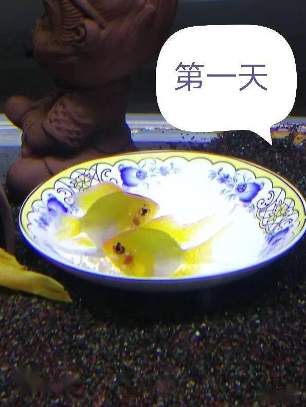 金波子一般熟悉环境多久开始繁殖,繁殖金波子用多大缸