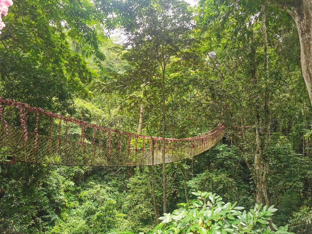 西双版纳七天六夜攻略,西双版纳五天六夜之旅完美结束