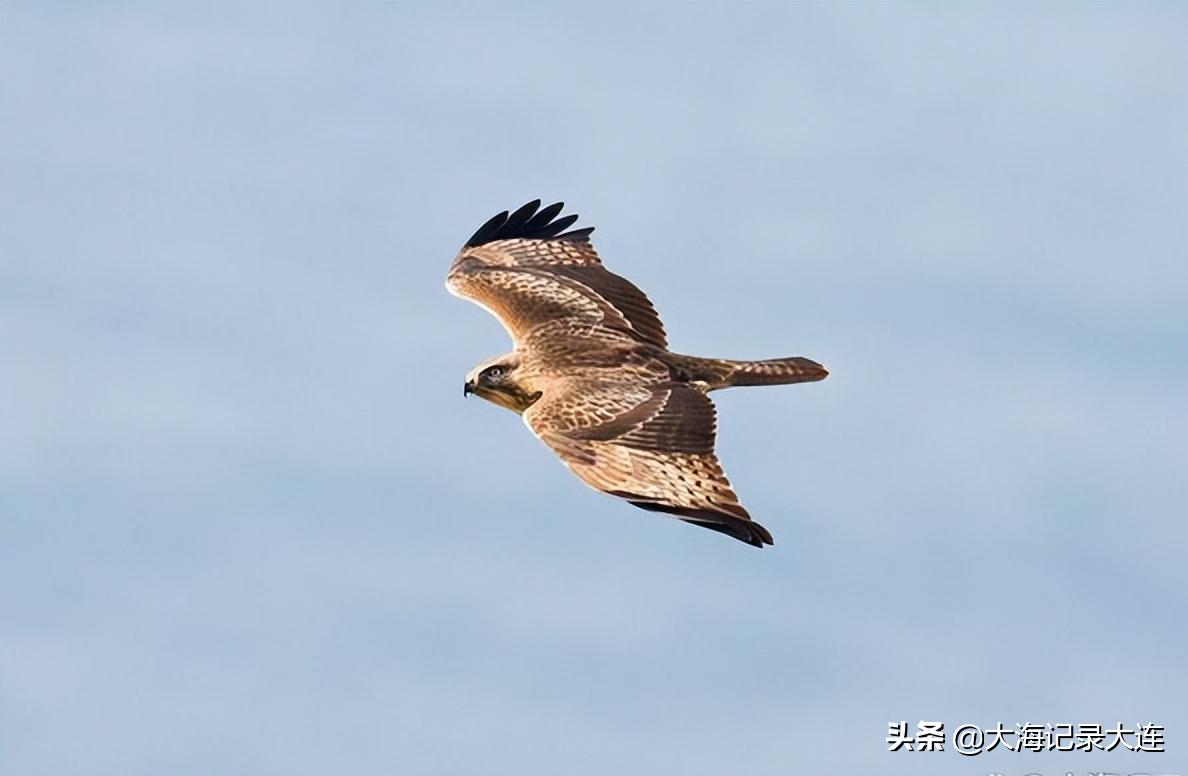 旅顺景点温泉,大连老铁山温泉攻略