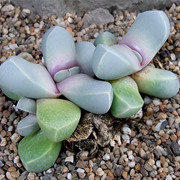 102个大类近500个多肉植物图片，都极其美丽，建议在家中也养一盆