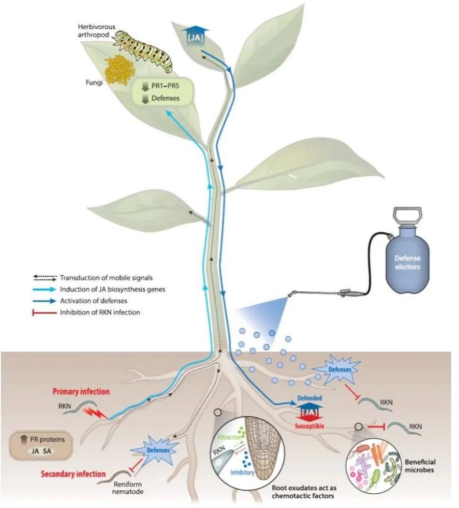 植物抗病基因的研究进展,植物免疫反应调控方法
