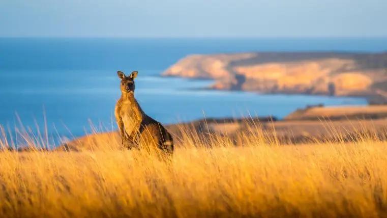 野马泛滥成灾国家,澳大利亚野马泛滥成灾