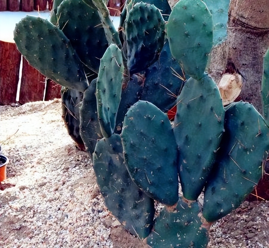 绿植客厅大摆件好养耐活吸甲醛,吸甲醛最好的植物排名好养