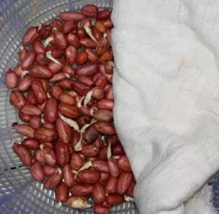 怎么发花生芽又粗又好吃,精品花生芽如何吃