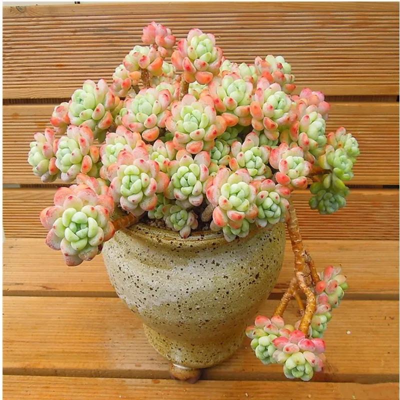 夏天多肉淋了雨怎样处理,普通土养多肉蔫巴了怎么补救