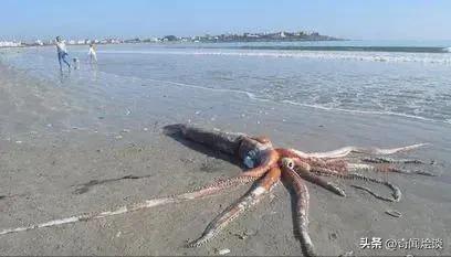 鬣狗捕食动物图片,鬣狗捕杀巨蟒