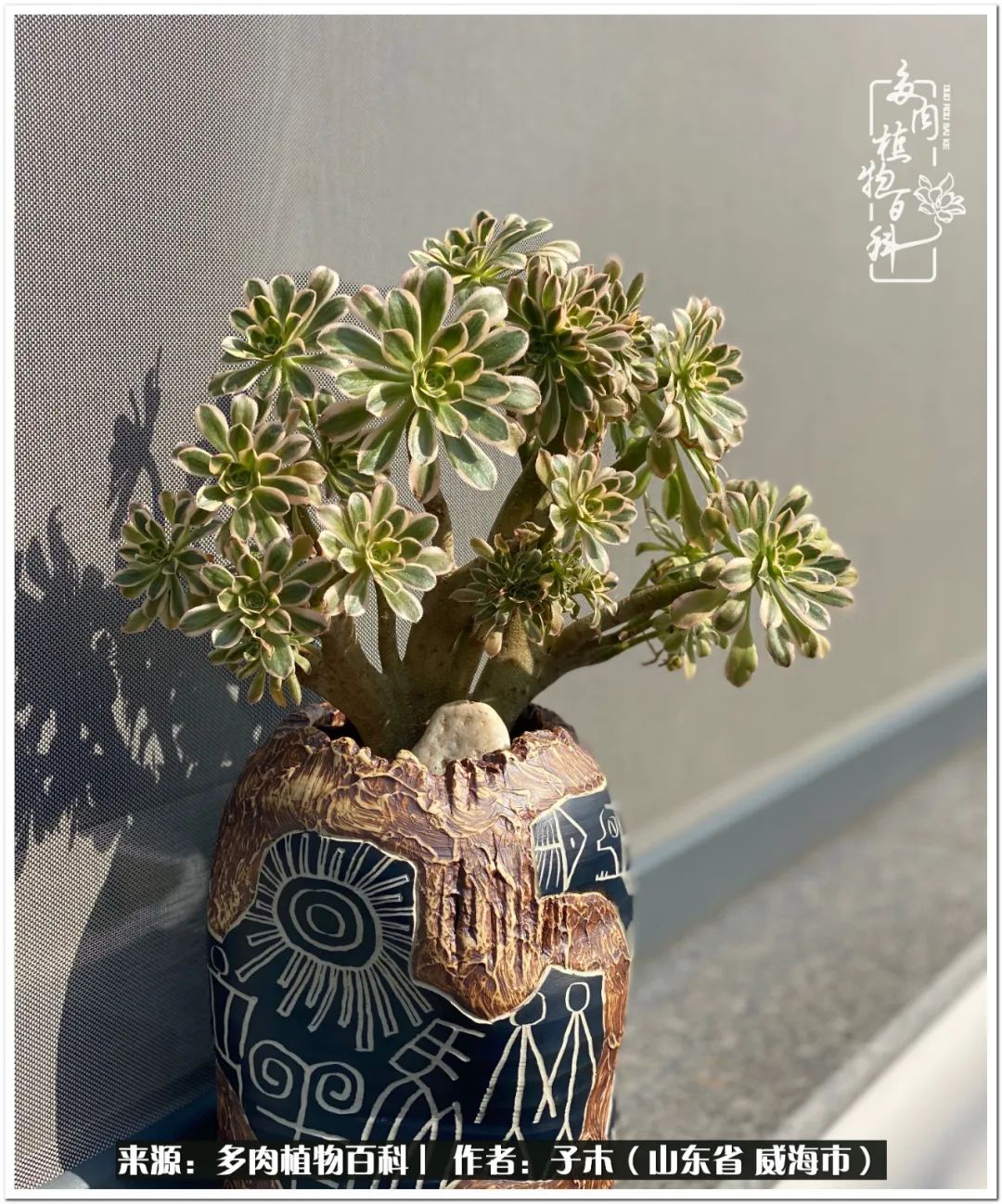 法师多肉成长史,法师多肉新手教程