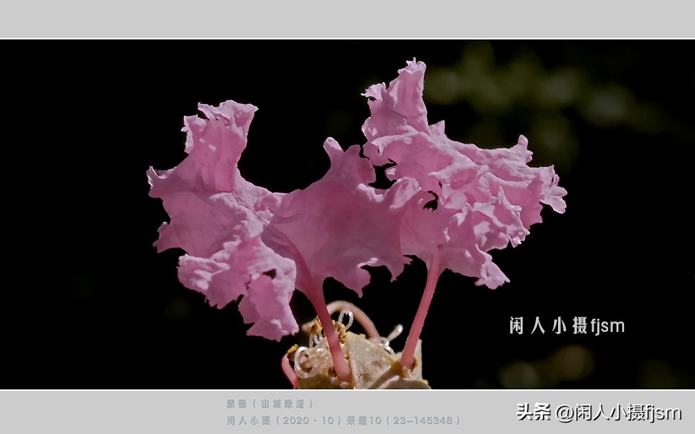 手机拍摄微距人像教程,关于手机微距摄影的一些小技巧