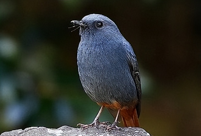 50张最佳鸟类摄影作品,鸟儿大全大图