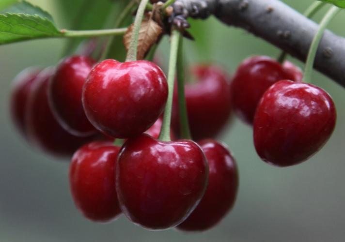 这7种人可不能乱吃樱桃,樱桃能不能随便吃