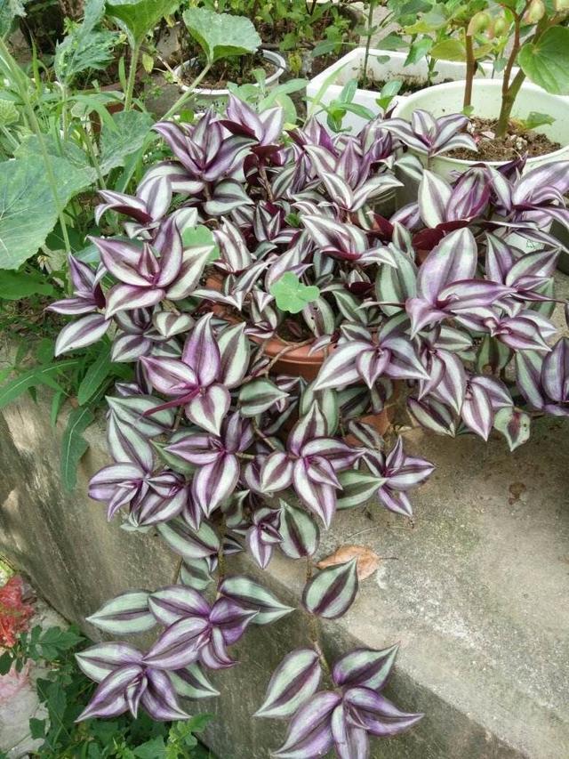 吊竹梅在家里养可以吗,吊竹梅怎么养