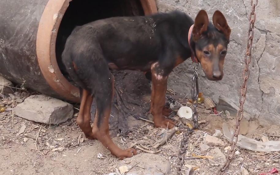 流浪狗被小孩子暴打,流浪狗被孩子家长打