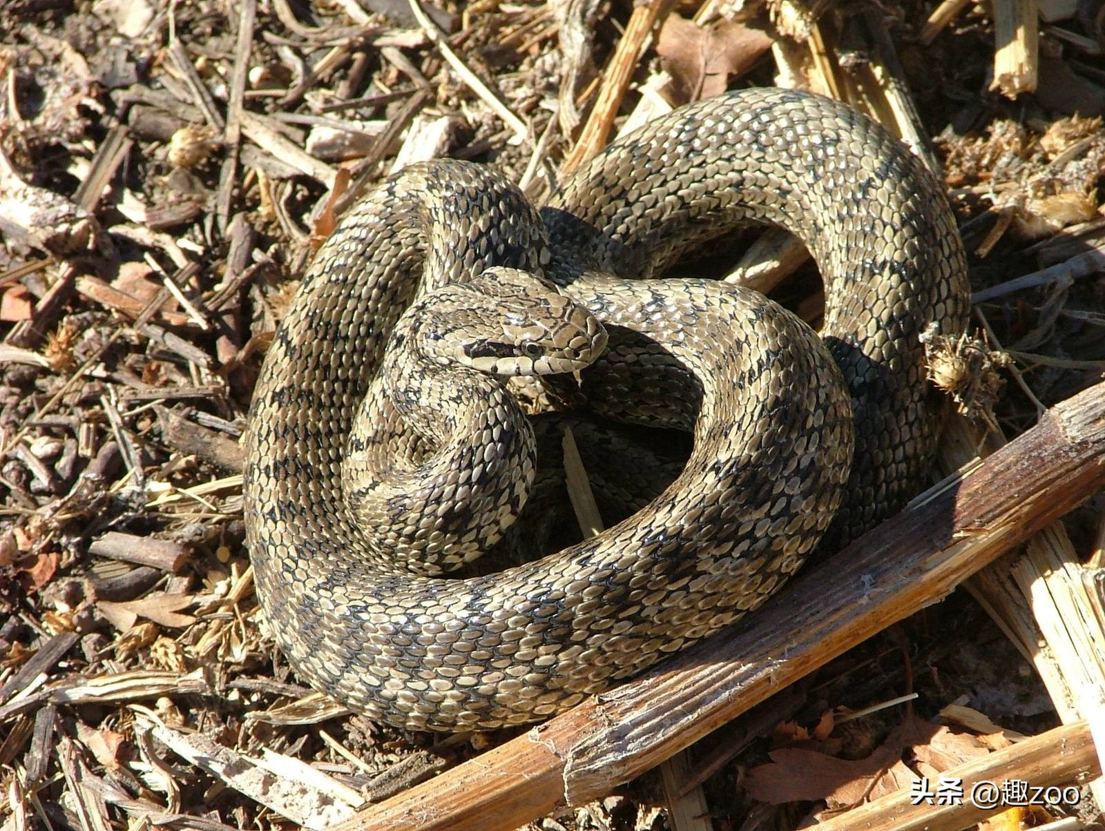 世界上的大蛇十大排名,中国十大蛇排行