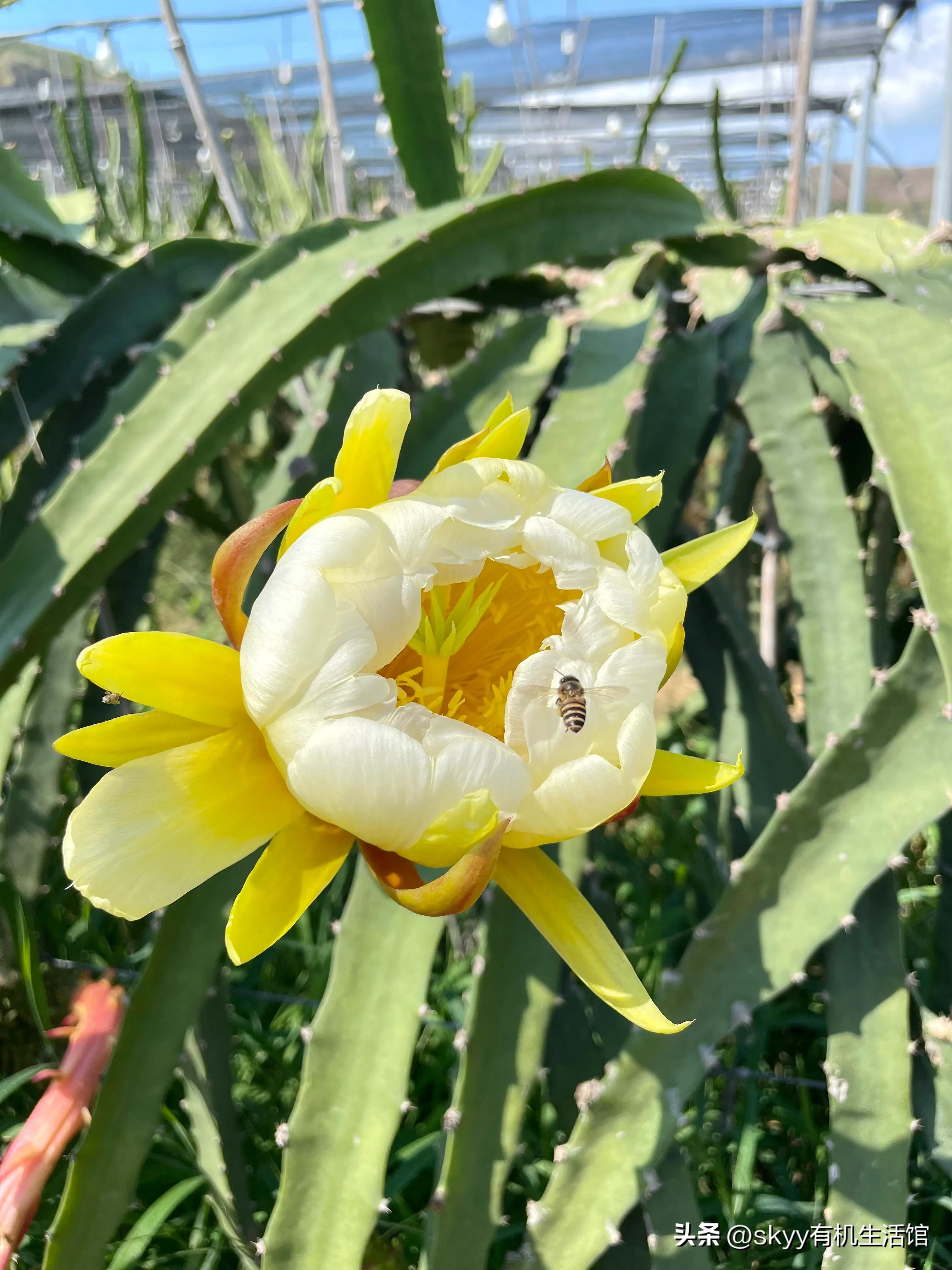 海南燕窝果基地一件代发,海南燕窝果基地批发