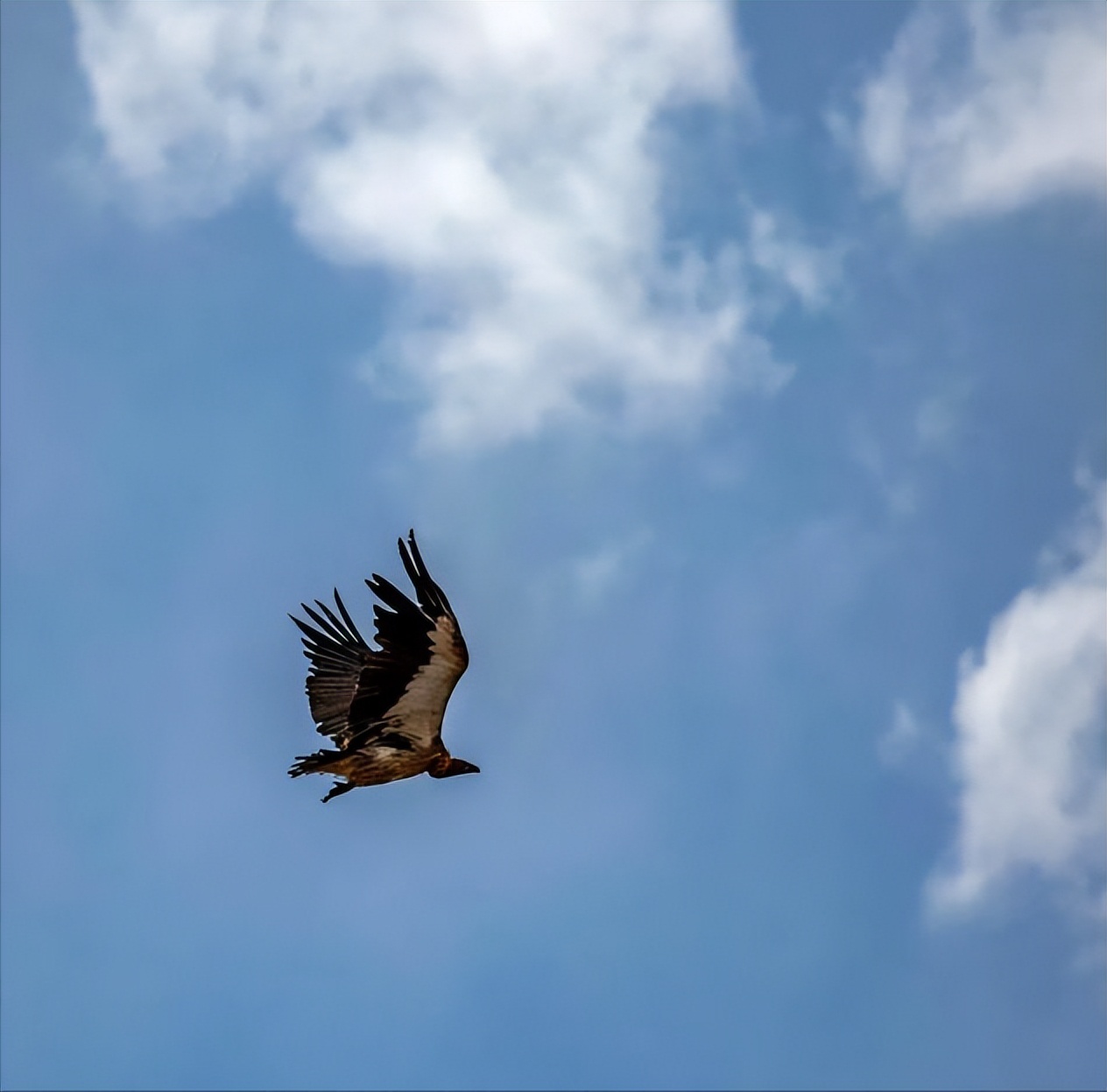 辽宁男子救助秃鹫,沈阳救助秃鹫