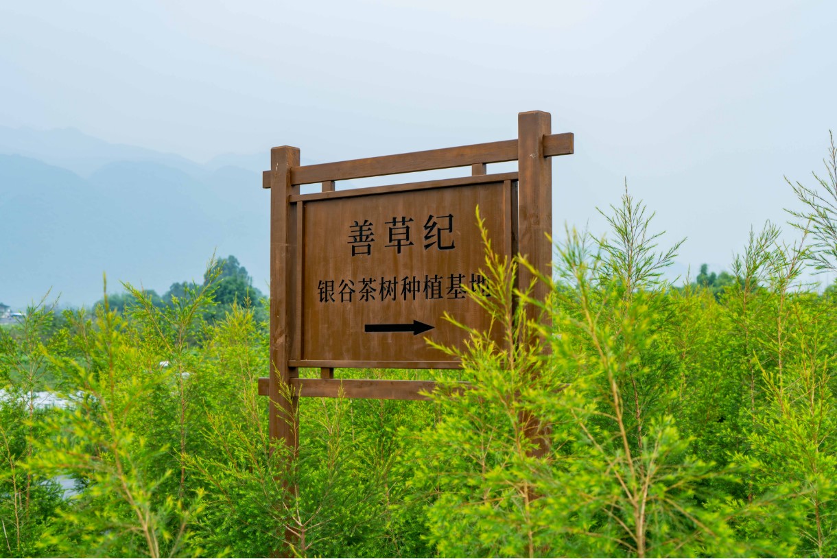 善草纪水乳茶树三代最新测评,善草纪是一个什么档次的品牌