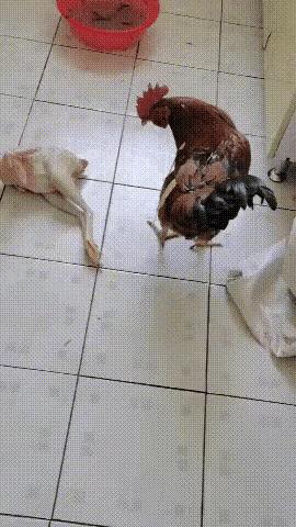 相亲对话笑话段子爆笑,笑话段子逗相亲对象开心