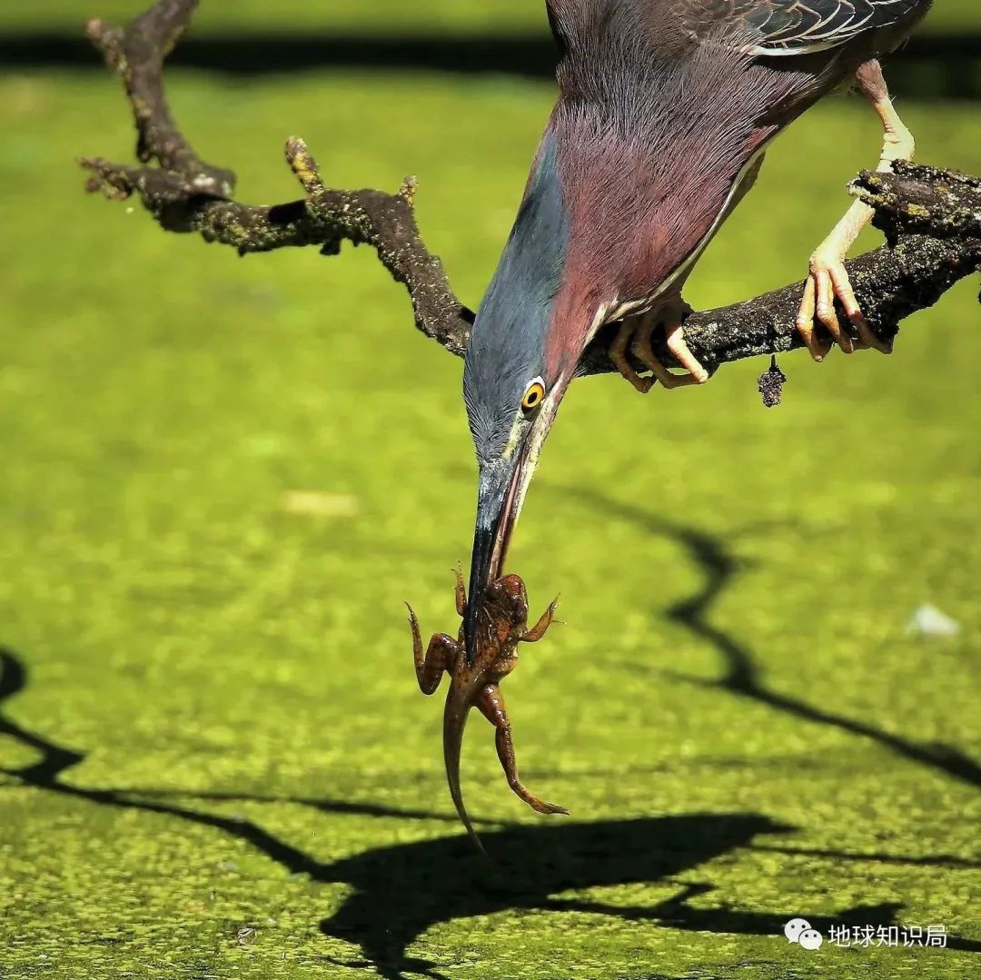 他们，做了一个违背祖宗的决定！|地球知识局