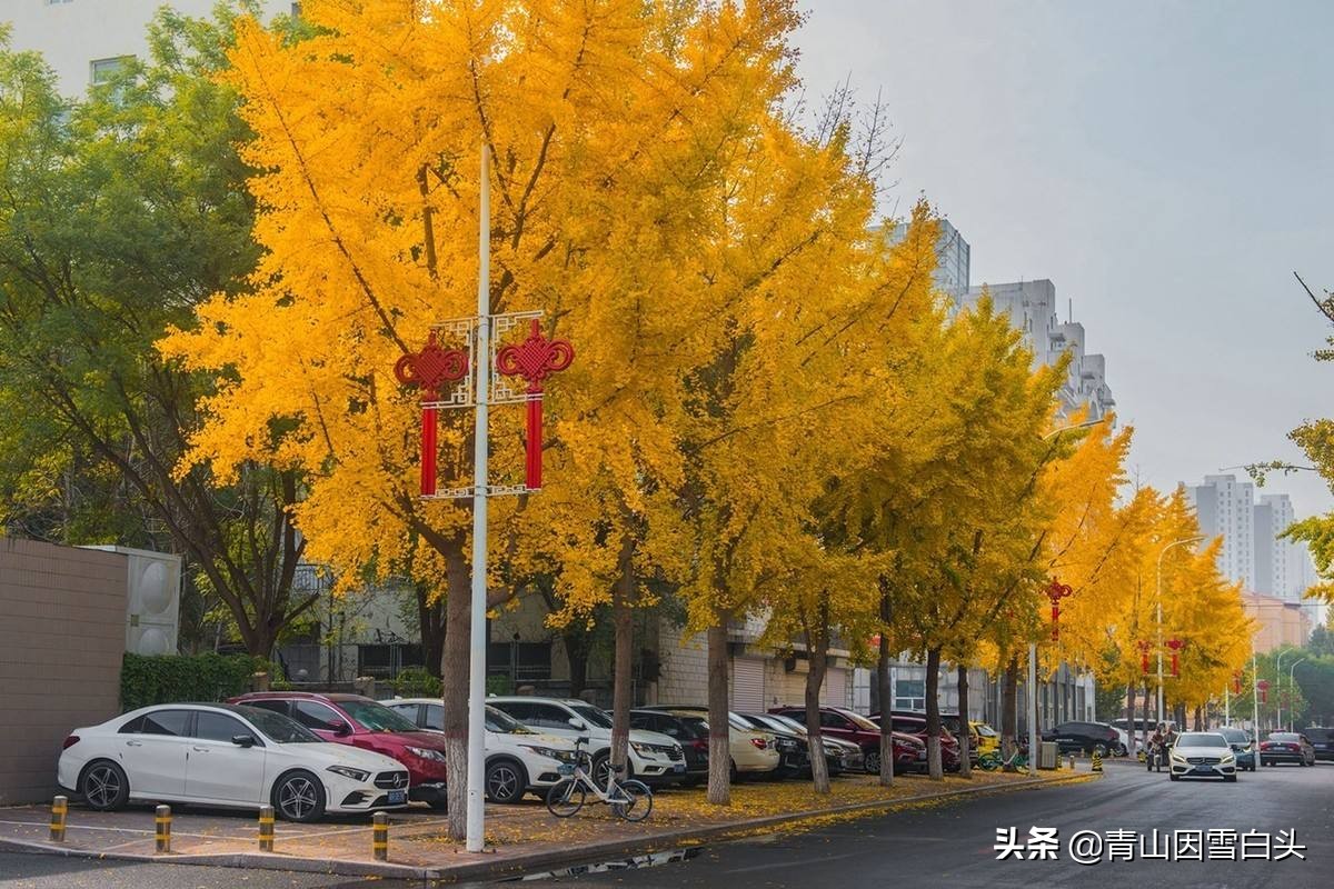 银杏公树和母树对比图片,银杏树分公母吗